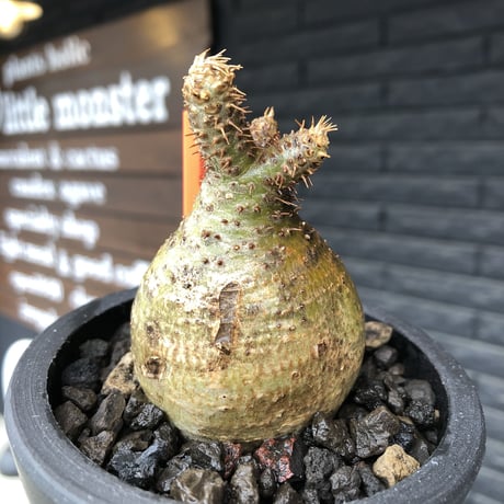 pachypodium gracilius《S size》希少green肌&まん丸球体株※現地球発根後店主国内管理1年株※まん丸且つ極めて短枝のかわいすぎる一株※mad black pot植え