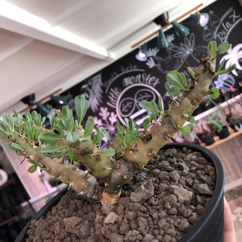 sarcocaulon patersonii《 L size》※今や希少且つ今後輸入厳しい