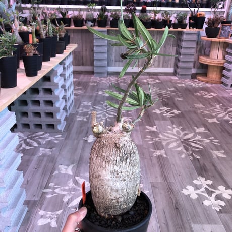 packypodium  bispinosum《L  size》現地球  発根済み株  ※店主管理国内６年株‼︎ ※mad  black  pot植え