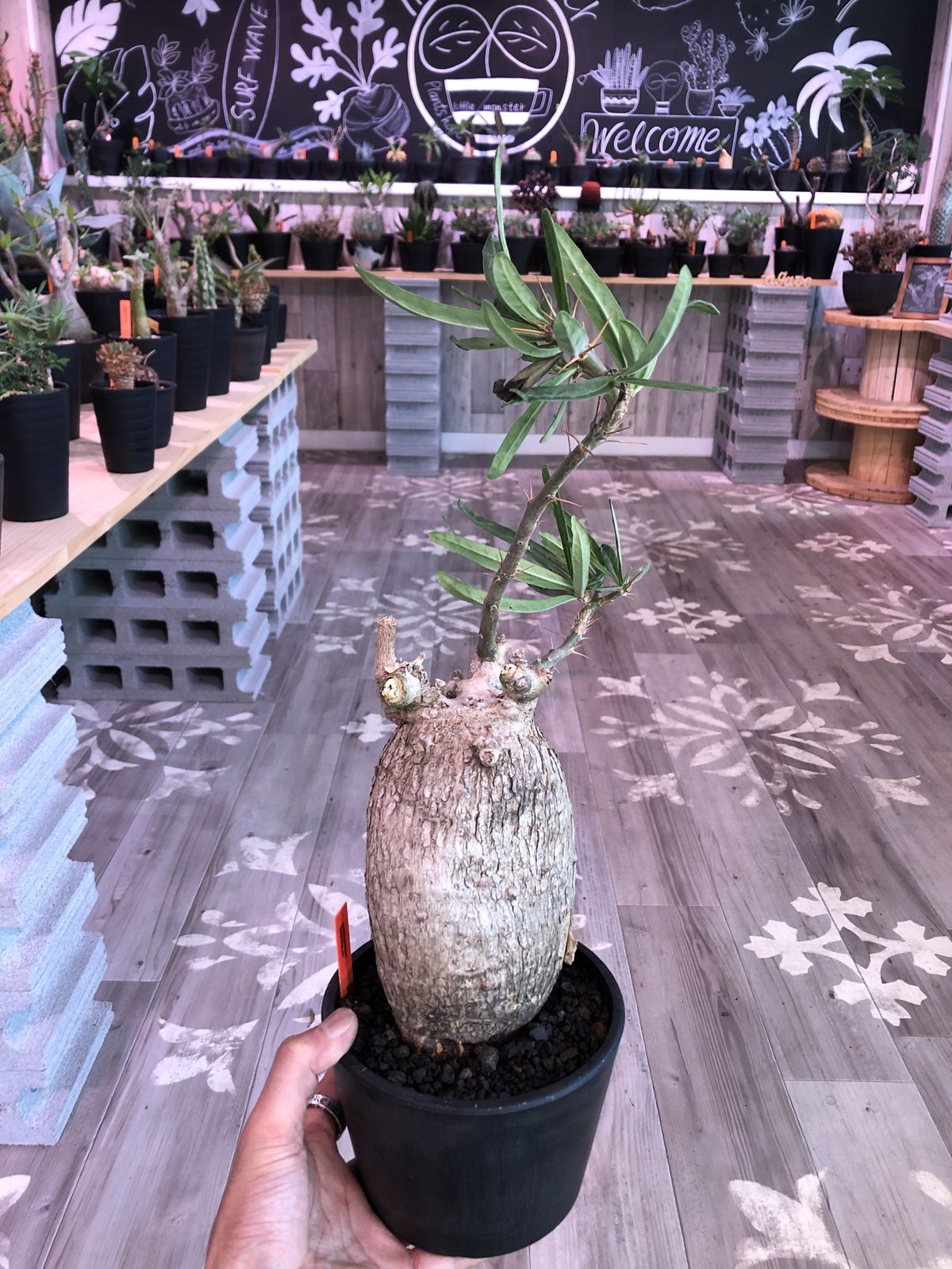 packypodium bispinosum《L size》現地球 発根済み株 ※店主