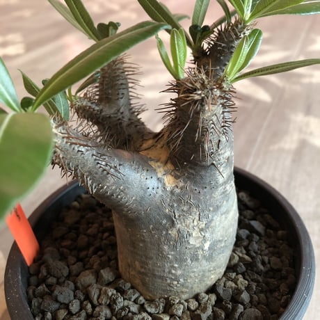 packypodium  gracilius 黒肌《M size》  現地球  発根済み株   mad black pot植え
