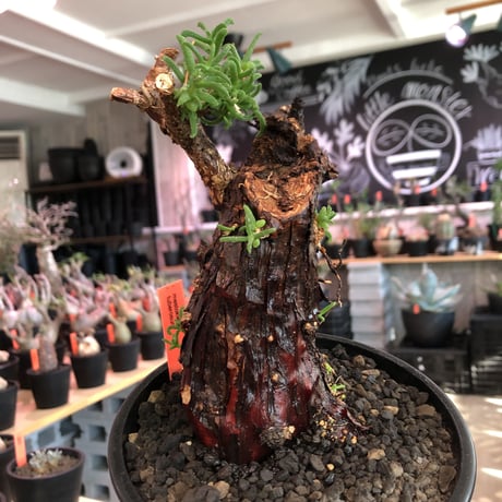 希少メストクレマツベローサム発根済 mestoklema tuberosum《S S size》※現地球発根済株※希少‼︎流通な