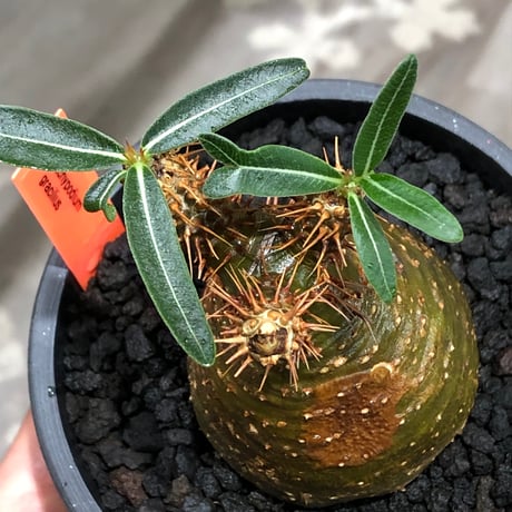 pachypodium gracilius《大きめS size》※現地球株発根済※チャームポイント的現地焼け＆極green肌を兼ね備えた良樹形株‼︎※black bowl pot植え
