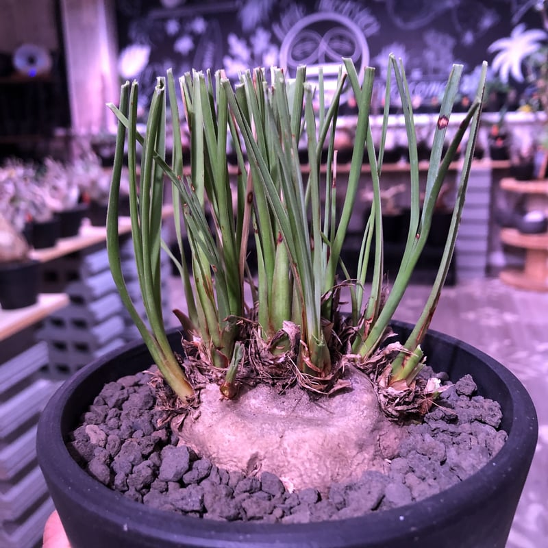 calibanus hookeri《大きめM size》※現地球発根済※大変良き肌質&株元ba