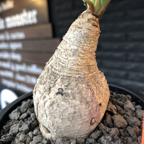 euphorbia  fishbone《 大きめM size》※現地球株発根済※激希少‼︎流通少なきフィッシュボーン※mad black pot植え
