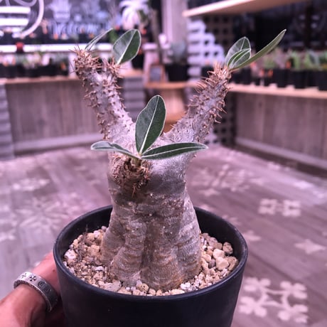 packypodium    cactipes《S size》発根済み株‼︎