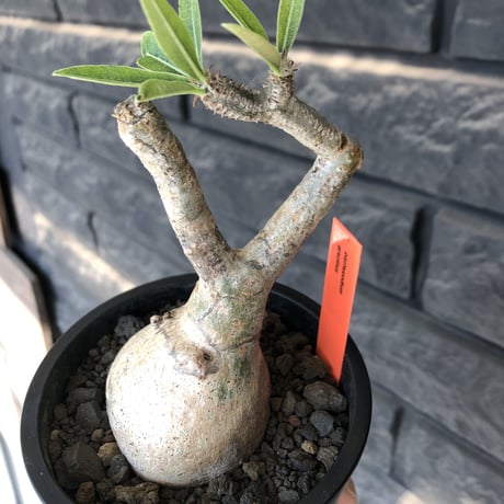 pachypodium gracilius《大きめS size》※現地球発根後店主国内管理3年株※美しい現地焼け肌に球体株元&屈折した捻くれ枝が愛くるしい‼︎※mad black pot植え
