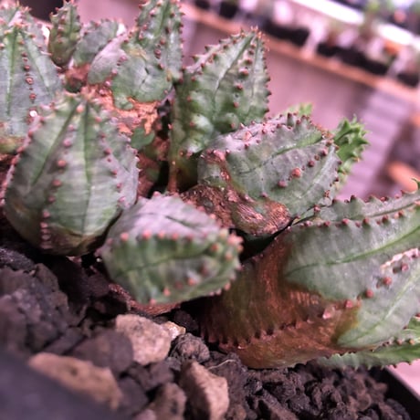 euphorbia    globosa《M size》木質化した群生株‼︎※mad black pot植え