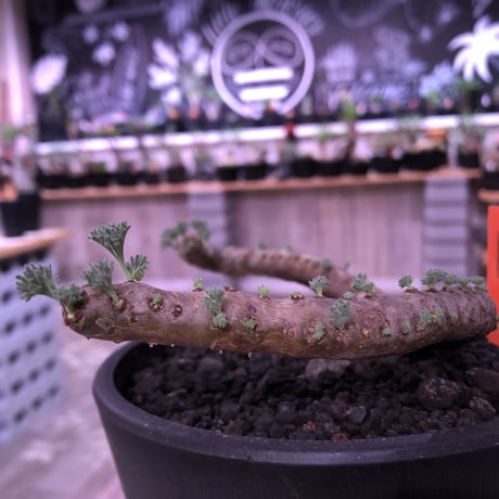 sarcocaulon   multifidum《L size》※ピンクの花も葉も可愛い人気者  ※mad  black  pot植え