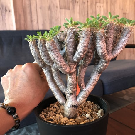 euphorbia    guillauminiana《L  size》明るいライトシルバー肌のbalance良き美株‼︎