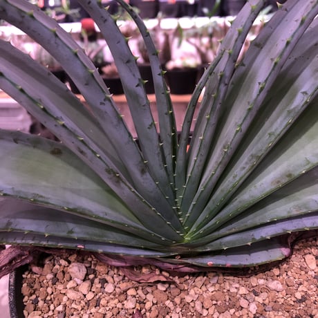 aloe   argyrostachys《L size》現地球発根済み‼︎ マダガスカルの希少種‼︎　※浅鉢植え