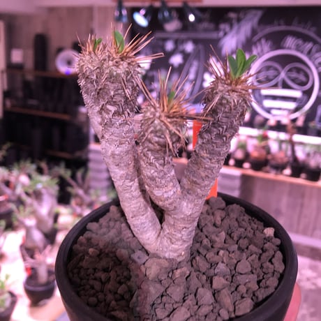 euphorbia  guillauminiana《S size》※現地球発根済株※小振りでも現地球株らしい表皮質のwildさ＆美しさの二面性持つ一株※mad black bowl pot植え