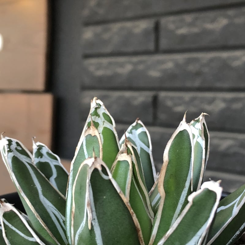 agave 笹の雪《大きめM size》※現地球発根後店主国内管理2年株 agave 笹の雪《大きめM size》※現地球発根後店主国内管理2年株