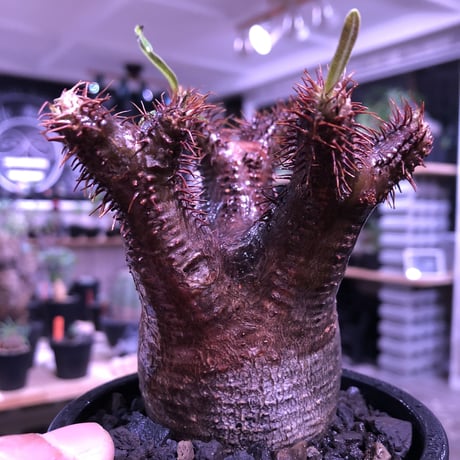 packypodium  gracilius《S size》※現地球発根済み株‼︎  （限定1株）※一期一会な赤肌球体チビキリス※mad black pot植え