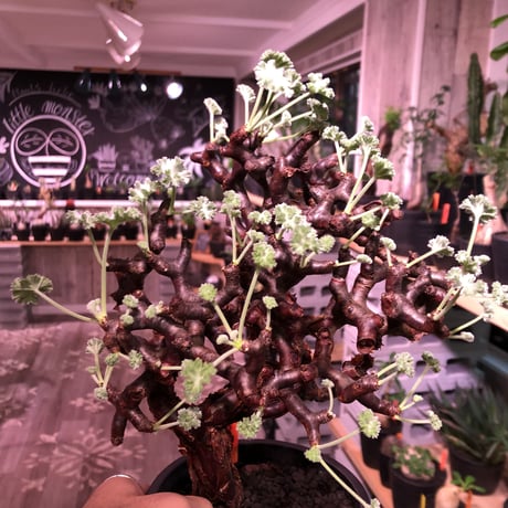 pelargonium  mirabile《L L size》※国内7年  店主管理株  幹上がり仕立てのpremiumミラビレ🌱  ※mad black pot植え