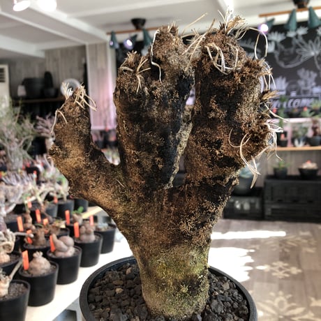 xerophyta  trichophylla《S size》※現地球発根済株※驚愕強靭株※限りなくweightはlow‼︎品種としこれでもかわいい小振りサイズ‼︎※mad black pot植え