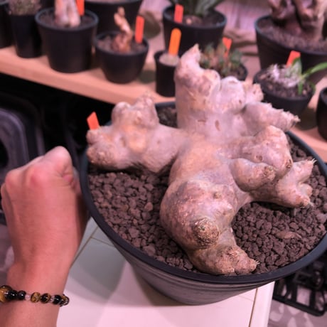 packypodium  brevicaule  恵比寿笑い《特大 L  L size》※現地球発根済株※大変interior性高き美肌白肌な上、希少樹形でbigな笑い※浅鉢植え