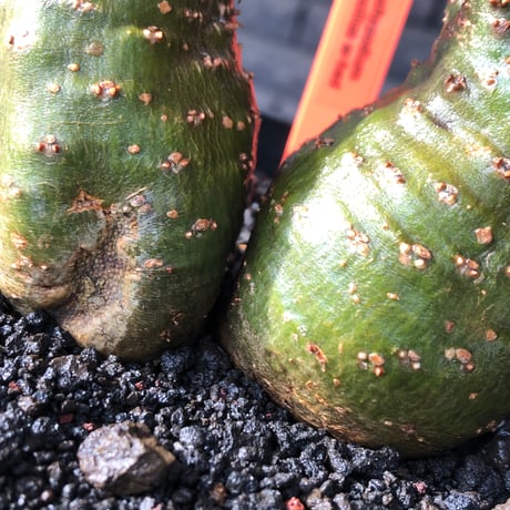 pachypodium gracilius《M size》希少green肌&W-he'd株※現地球発根後店主国内管理2年株※強いgreen肌とぼってり株元な選抜株※mad black pot植え