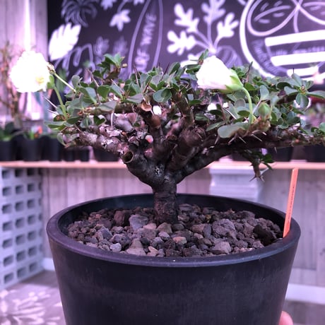 sarcocaulon  vanderietiae《L size》※サルコカウロン 希少夏型  mad  black  pot植え ※店主管理国内４年株