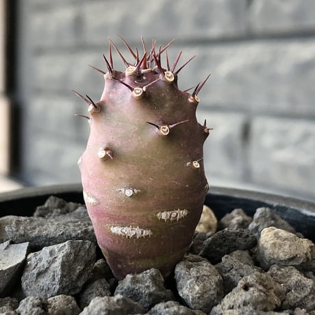 euphorbia  pachypodioides《S size 》※littmon seed🌱※まだまだ小振りが故に今後の成長過程をより感じられる一株※mad black pot植え