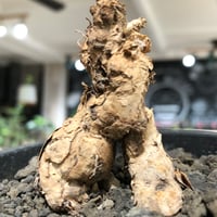 pelargonium  pulverulentum《L size》※現地球株発根済※足元から二股になっており絶妙な樹形バランスが堪らない‼︎※black pot植え