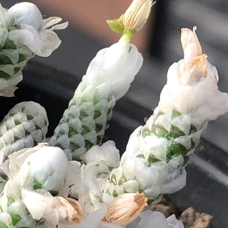 avonia recurvata ssp.buderiana《M size》希少種‼︎※現地球株発根済※肉厚で鱗の様な綺麗模様に白花を咲かせるかわいく太め塊根な一株※black pot植え