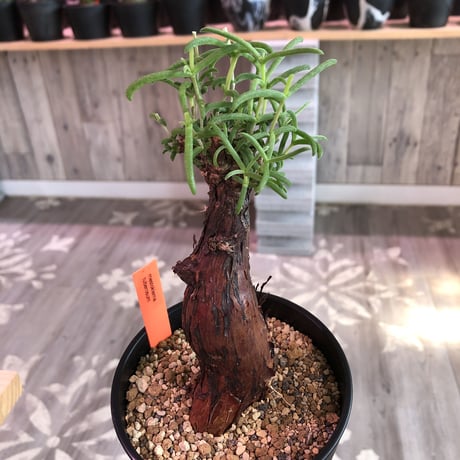 mestoklema   tuberosum《小さめM  size》※冬季も成長開花する潅木‼︎丈短で成熟株の表皮肌質‼︎※限定２株