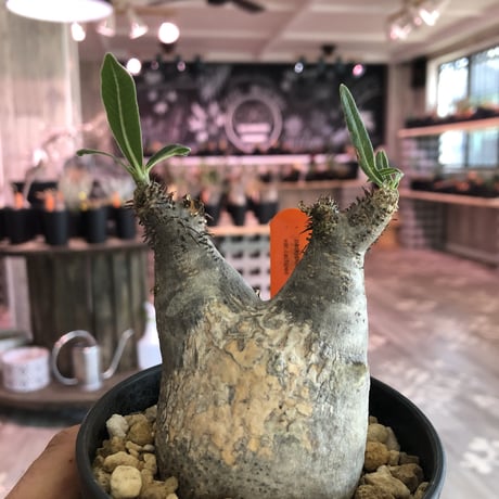 packypodium   roslatum  var.  cactipes《S size》現地球  未発根株