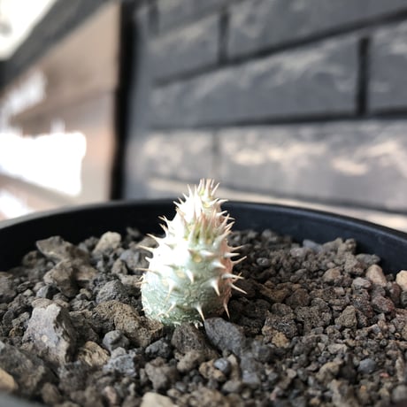 pachypodium inopinatum ｗ-he'd《S size》※littmon seed🌱※当店実生株ながら希少‼︎双頭株の美しくかわいい一株※mad black pot植え