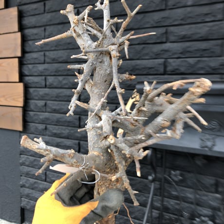 boswellia  neglecta《M size》未発根  新鮮株