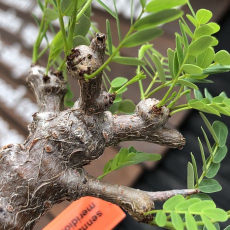 senna  meridionalis《 M size》※現地球発根後店主国内管理3年株※大変幹の色が濃く特化した肌質のセンナ‼︎強剪定繰り返した上品仕立て‼︎※mad black pot植え