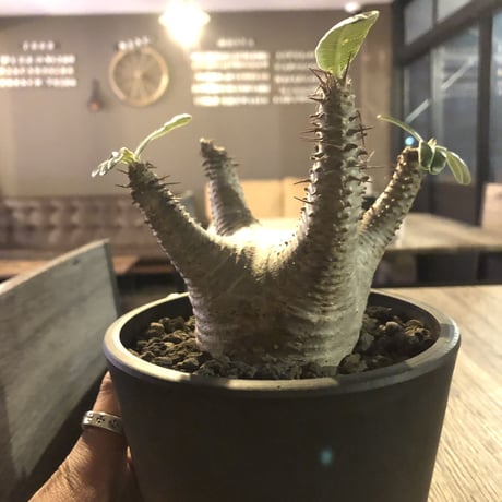 packypodium  makayense《M size》