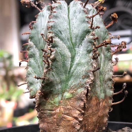 euphorbia horrida var.norveldensis《大きめS size》※現地球株発根済※激希少‼︎どっしり樹形にビンテージ感も強き渾身の一株‼︎※black bowl pot植え