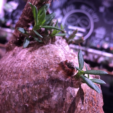 packypodium  bispinosum《大きめL size》※現地球発根済株※店主国内管理4年株※wildな表皮質に大きくぼってりまん丸樹形が堪らない‼︎※セラアートpot植え