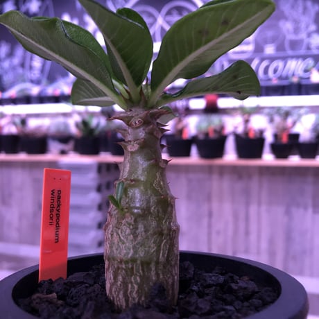 packypodium  windsori i《S size》 発根済み株 ※（限定①株）  ※mad  black  pot植え