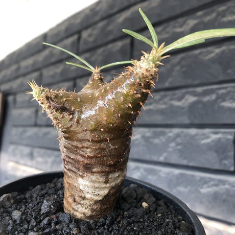 pachypodium gracilius《S size》※希少‼︎green肌&赤棘株※現地球発根後店主国内管理2年株※くっきりしたカラーに赤棘を持つ一株※mad black pot植え