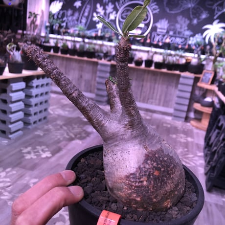 packypodium  gracilius《大きめM size》※現地球発根済み株‼︎ ※短枝で大きなでっぷりトトロ体型が愛くるしいグラキ※mad black pot植え
