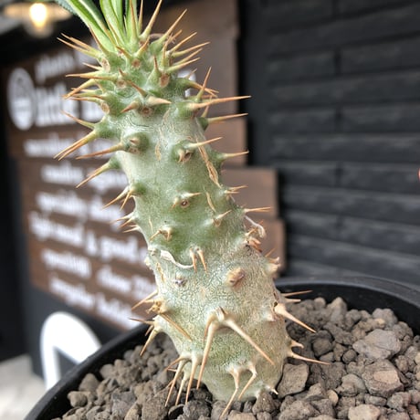pachypodium  ambongense  littmon seed🌱《M size》希少種※実生でも流通少なき将来有望株‼︎激オススメ株※mad black pot植え