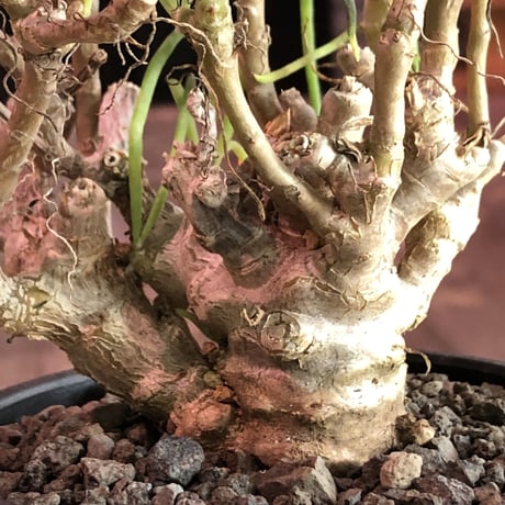 othonna protecta《L size》※現地球発根済株※今後輸入が厳しく流通少ない美しいプロテクタ‼︎サイズもbigな良株※mad black bowl pot植え
