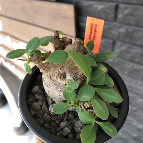 euphorbia  itremensis 《M size》※現地球発根後店主国内管理3年株※まん丸塊根で可愛くボコボコと変形しながら枝作りし変化も楽しめる一株※mad black pot植え