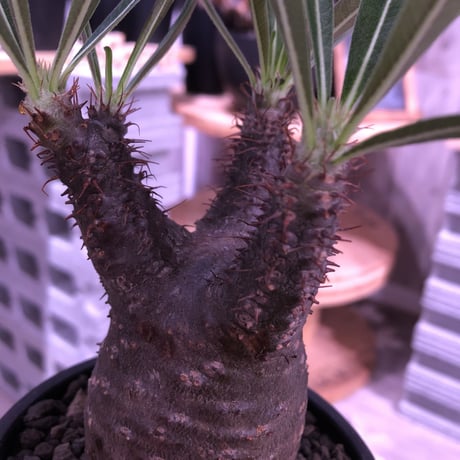 packypodium  gracilius 黒肌《M size》  現地球  発根済み株   mad black bowl pot植え