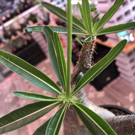 packypodium  gracilius《大きめM size》※現地球発根済株※店主国内管理3年株※大きめbalance整ったグラキ‼︎開花しかわいさ倍増中※mad black pot植え