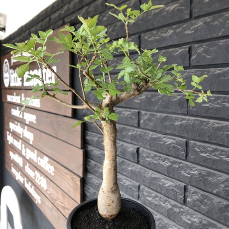bursera  fagaroides《L size》※現地球発根後店主管理6年株※成熟しメクれ上がった表皮＆weight低くぼってり株元を作り込んだ渾身の一株※mad black pot植え