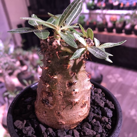 packypodium  gracilius《大きめS size》※現地球発根済株※店主国内管理2年株※激ウェイト低きぼってりかわいい株バランスな選抜株※mad black bowl pot植え