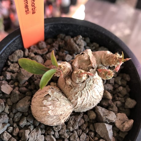 euphorbia cremersii《 L size》W-he'd株※可愛すぎるぽっこり塊根&葉の表裏がcolor違いのcontrast‼︎mad質で渋カッコ良い一株※mad black pot植え