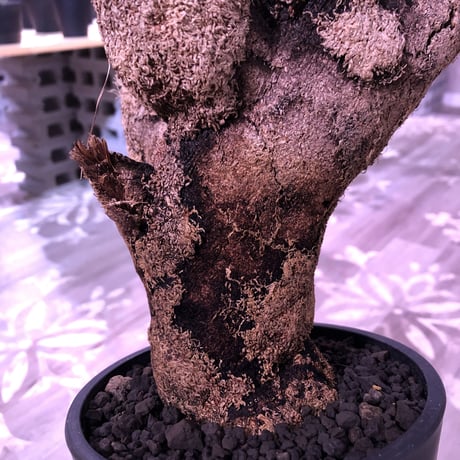xerophyta  trichophylla《L size》※最強靭株‼︎再来‼︎　限定1株　※mad black pot植え