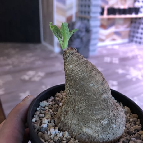 Euphorbia   primulifolia
