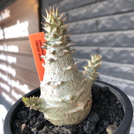 pachypodium windsorii《M size》※選抜littmon seed🌱※weight低き極ぼってり株元&枝振りも◎良樹形※mad black pot植え