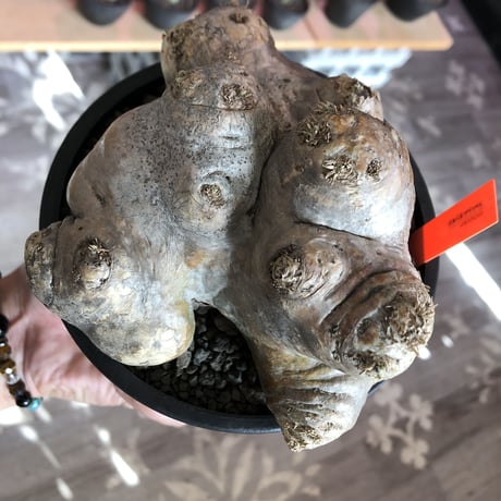 pachypodium  brevicaule恵比寿笑い《L size》※現地球発根済株※ヤバく驚愕的座高を持つ唯一無二なNo.1立体樹形‼︎今後流通少なくなります※mad black pot植え