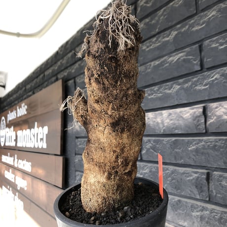 xerophyta trichophylla《S size》※現地球発根後店主国内管理2年株※驚愕強靭株※枝振り良くweightもlow‼︎肉厚小振りサイズ※mad black pot植え